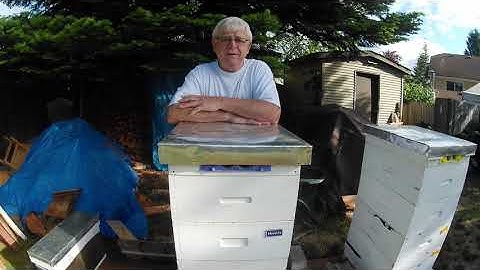 G&H Honey Bees - Artificial Swarm