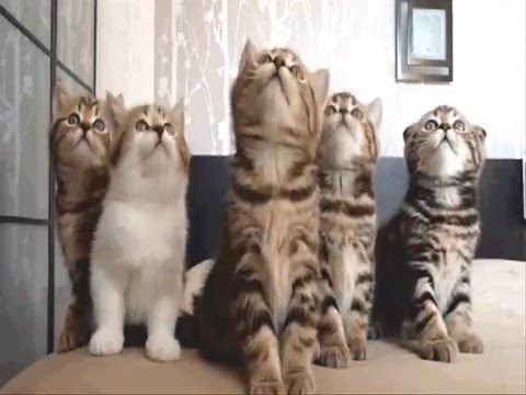 Kumpulan Foto Kucing  Lucu  Bergerak  YouTube