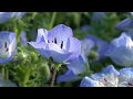 4K ５月５日のネモフィラ 国営ひたち海浜公園