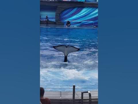 Get Wet by a Killer Whale - YouTube