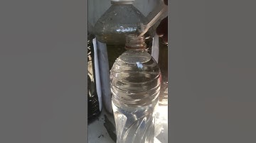 Nuôi cá lóc có cần chuẩn bị nước không #caloccanh #calockieng #channa #fish #xuhuong #shorts