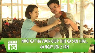 Nuôi gà thả vườn giúp thịt gà săn chắc, 60 ngày lên 2 cân | VTC16