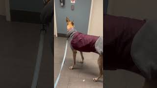 Greyhounds get extra chilly due to the lack of a coat. So, we made him sexy for his dog walk.