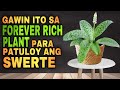 Lucky places for forever rich plant to attract money  swerteng pwesto para sa forever rich plant