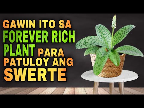 Video: Nagpapalaganap ng Bulaklak na Bulb