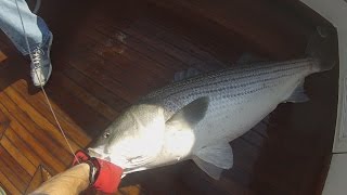 Fishing Montauk on the Adah-k 52Pound Striped Bass