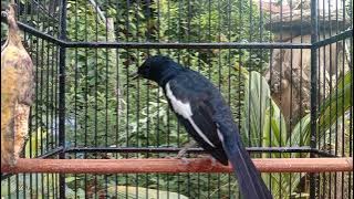 KICAUAN KACER MEMANGGIL KAWAN