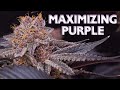 Top 5 secrets to maximizing purple in buds  p mix recipe included  how to grow purple weed