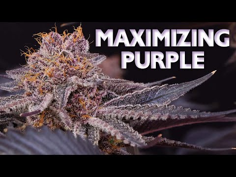 Top 5 Secrets To Maximizing Purple In Buds P Mix Recipe Included - How To Grow Purple Weed