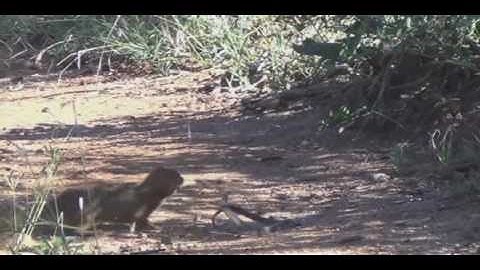 Mongoose vs Black Mamba!