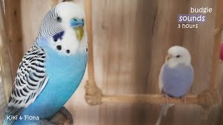 Budgie Sounds 3 Hours | Help Lonely Budgies To Chirp