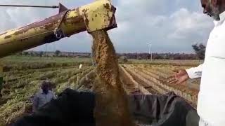 Harvesting of Fox tail millet,