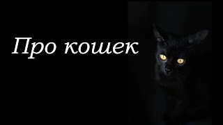 Про Кошек. Смешные Кошки. Cute Cats. Приколы С Кошками. #Shorts