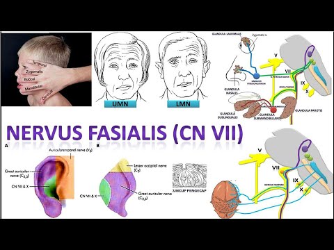 Video 46 Nervus Fasialis (CN VII), Semua Hal Mengenai Nervus Fasialis