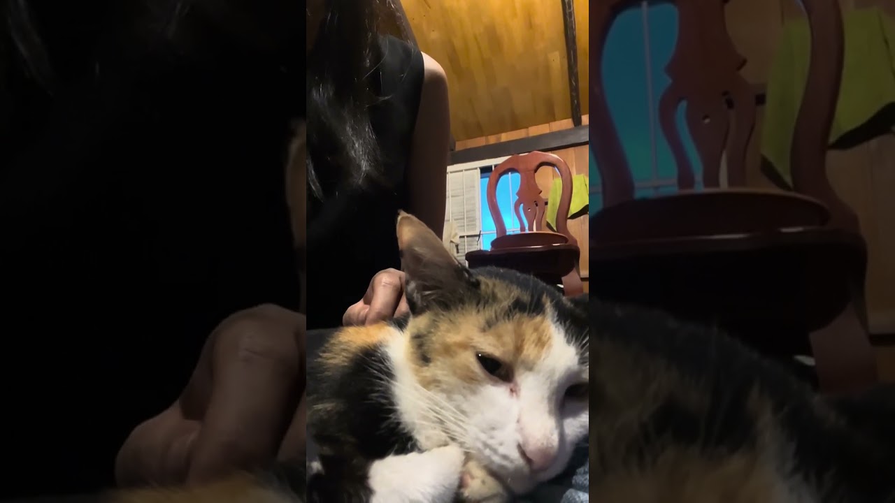 Cat duet with her human 