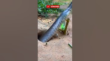 đặt bẫy rắn độc lạ miền Tây phần thứ 193 cả nhà ơi