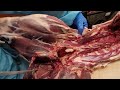 Howto venison shankless whole ham