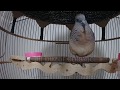 Suara Perkutut Lokal Alam Mengundang Di Pagi Hari Mp3 - Mp4 Download