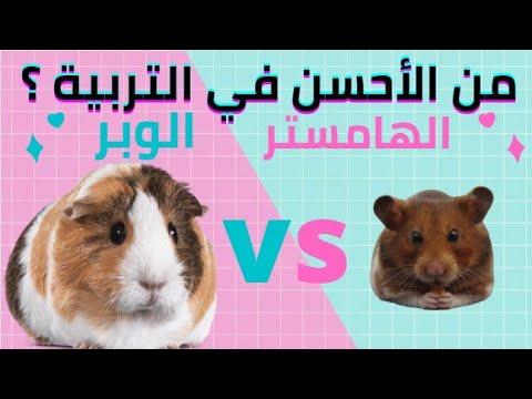 من الاحسن في التربية الهامستر ام الخنزير الغيني