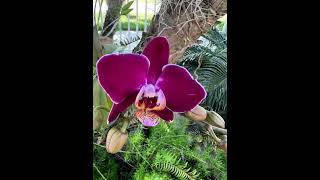 Orquídeas para Alucinar