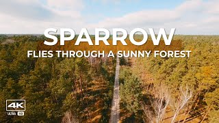 Sparrow flies through a sunny forest