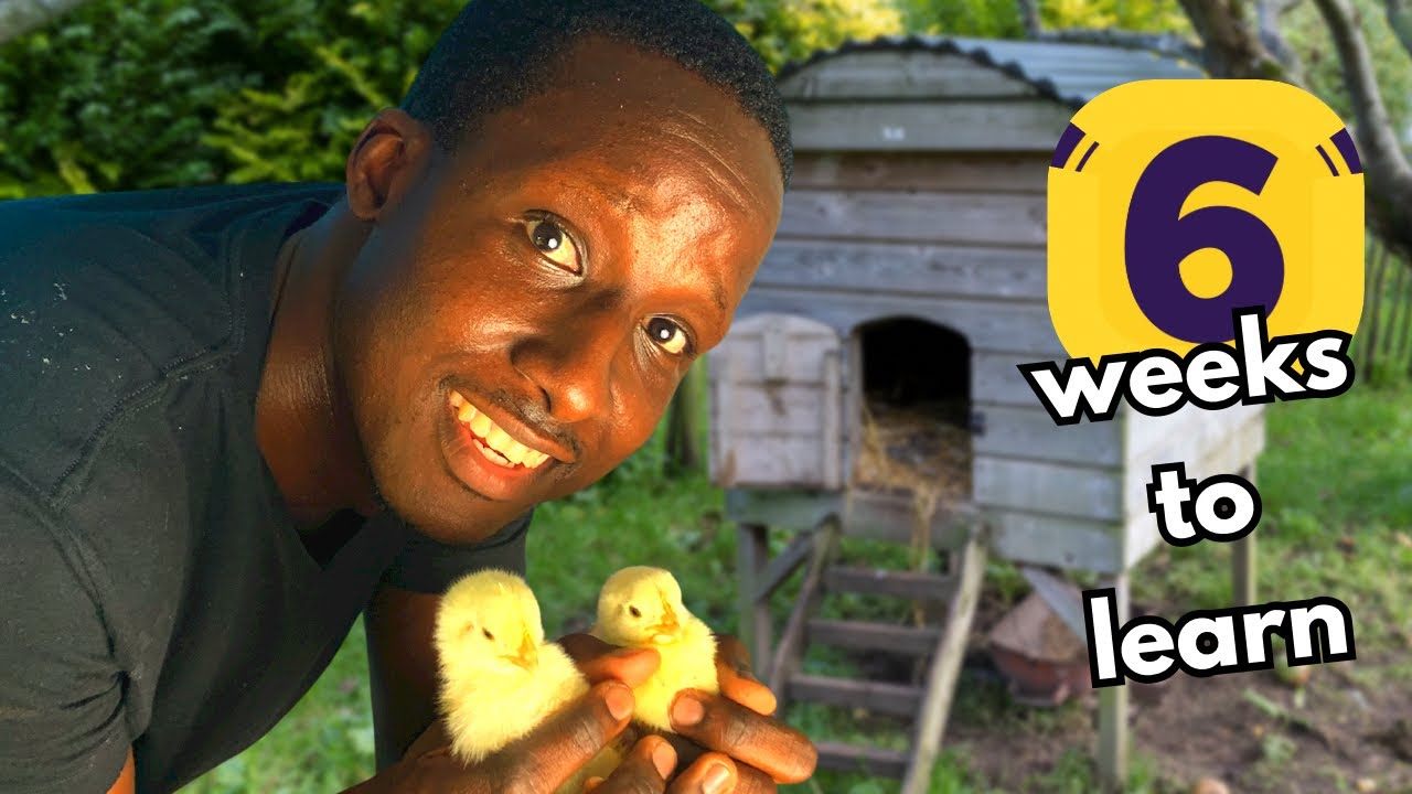 First Time Raising Chickens On Our Homestead In Jamaica YouTube
