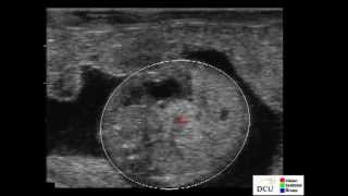 Automated computer aided detection: Bovines (late pregnancy staging)