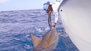 Fishing for Big Sharks with Pro Soccer Player Sébastien Thurière  4K