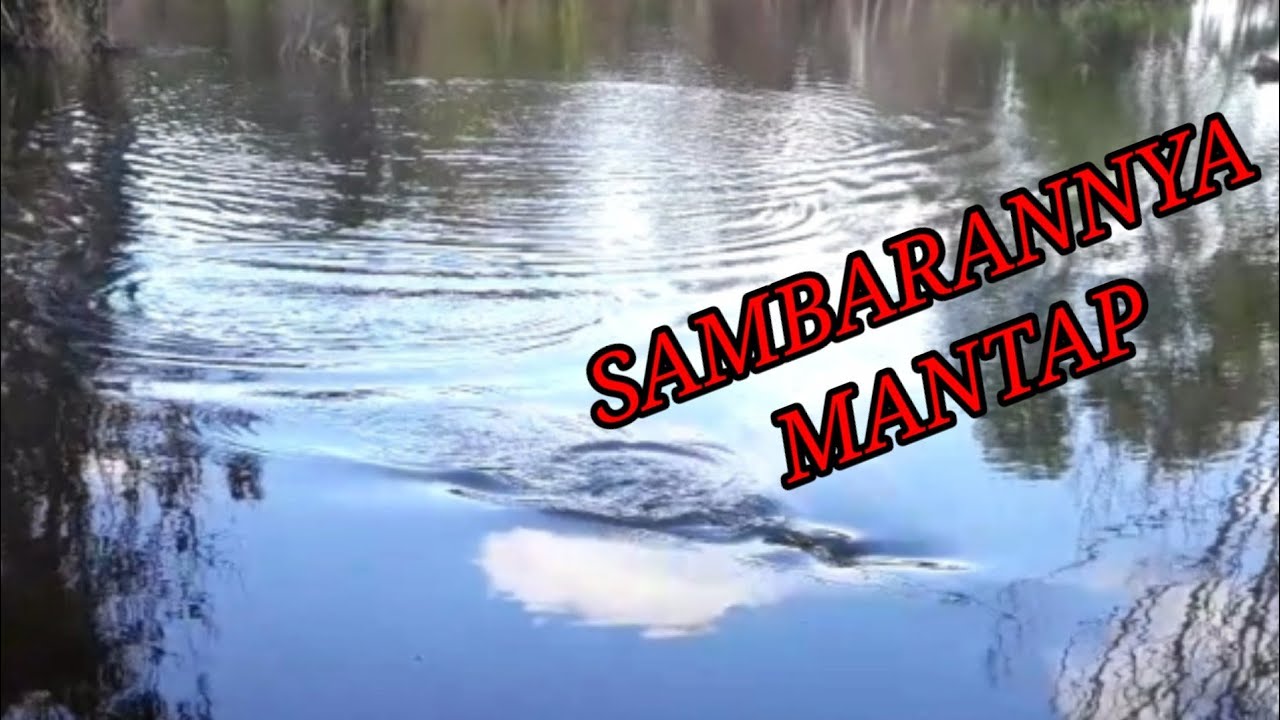 Mancing ikan toman part 1