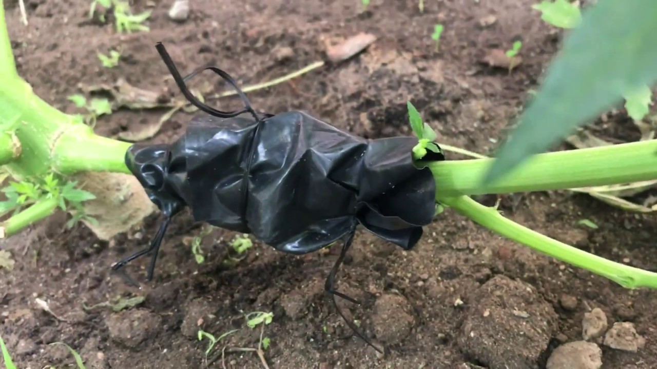 Cannabis cloning on the plant YouTube