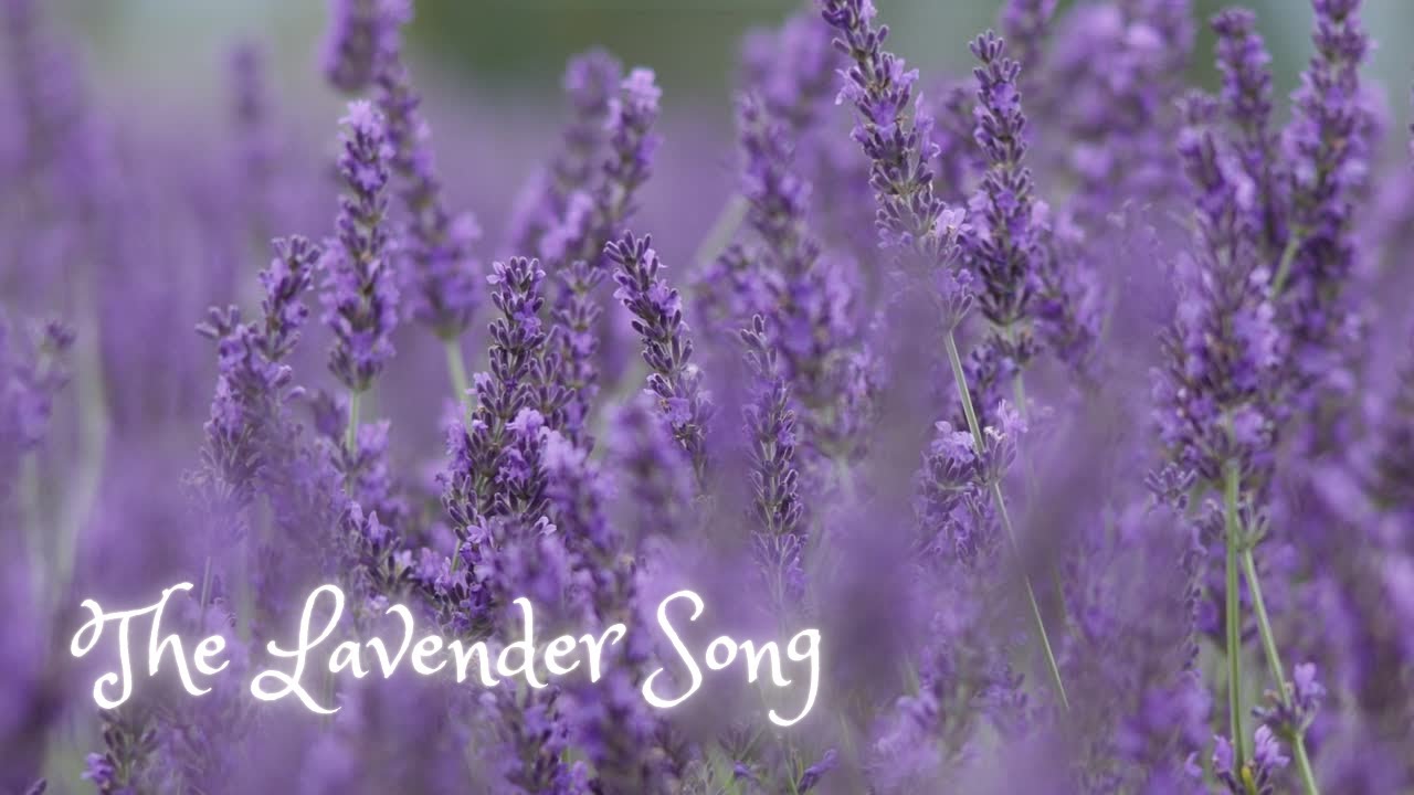 The Lavender Song 🪻 | Flower of Calm, Healing & Serenity | Flower Song