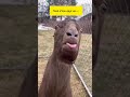 Твой е*лан друг.... 🤣[всегда] #казёл