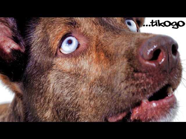tikOgO feat ∆ywee th∆ seed - Super nOva adlı videoyu YouTube'da izle tikOgO feat ∆ywee th∆ seed - Super nOva adlı videoyu YouTube'da izle