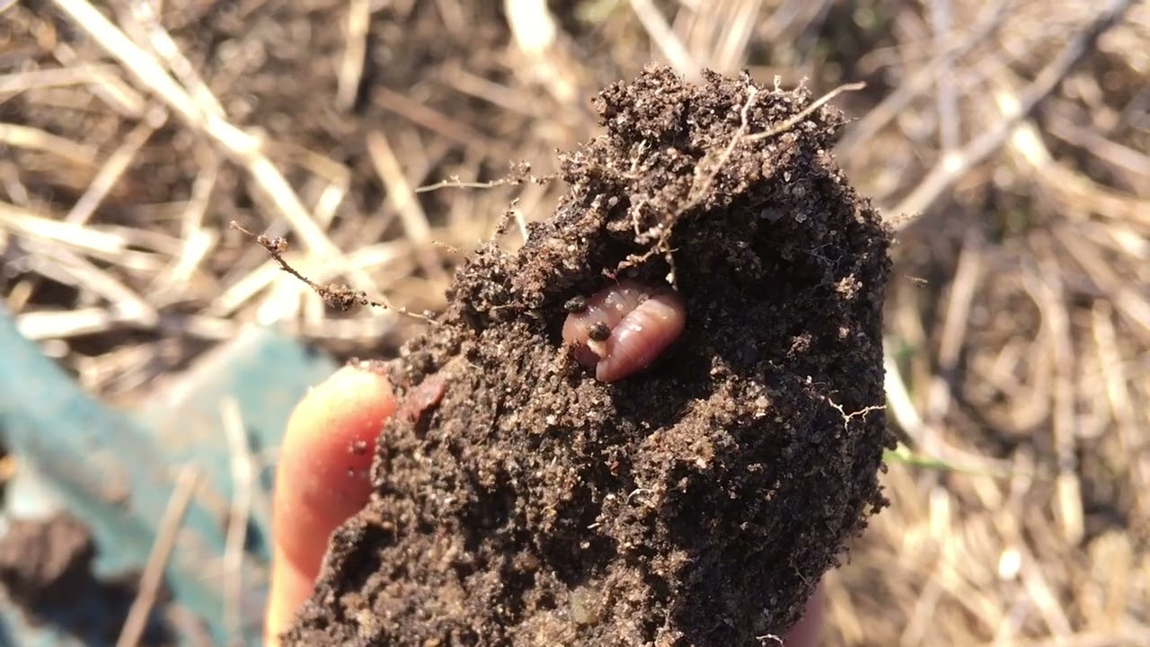 Angus de Sologne - une ferme en élevage régénératif