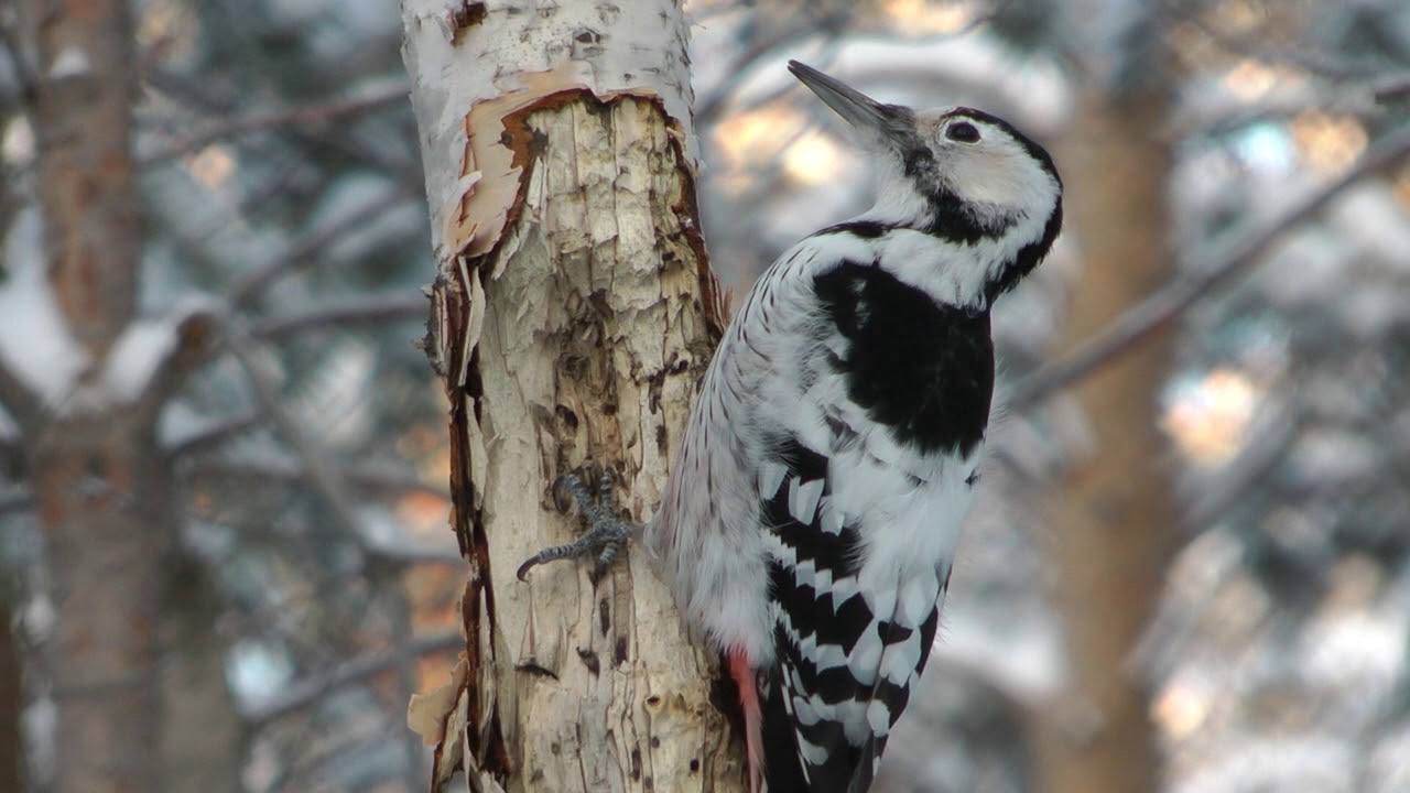 Птицы семейства дятловые – Белоспинный дятел, white-backed woodpecker -  YouTube