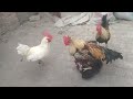 5 rooster   hens full shoked  rooster full heatup  summer winter  pet birds 