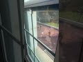 🚨 Naval Academy Baseball Player Shot | Armed Ex-Cadet Returns to Campus | #Shorts