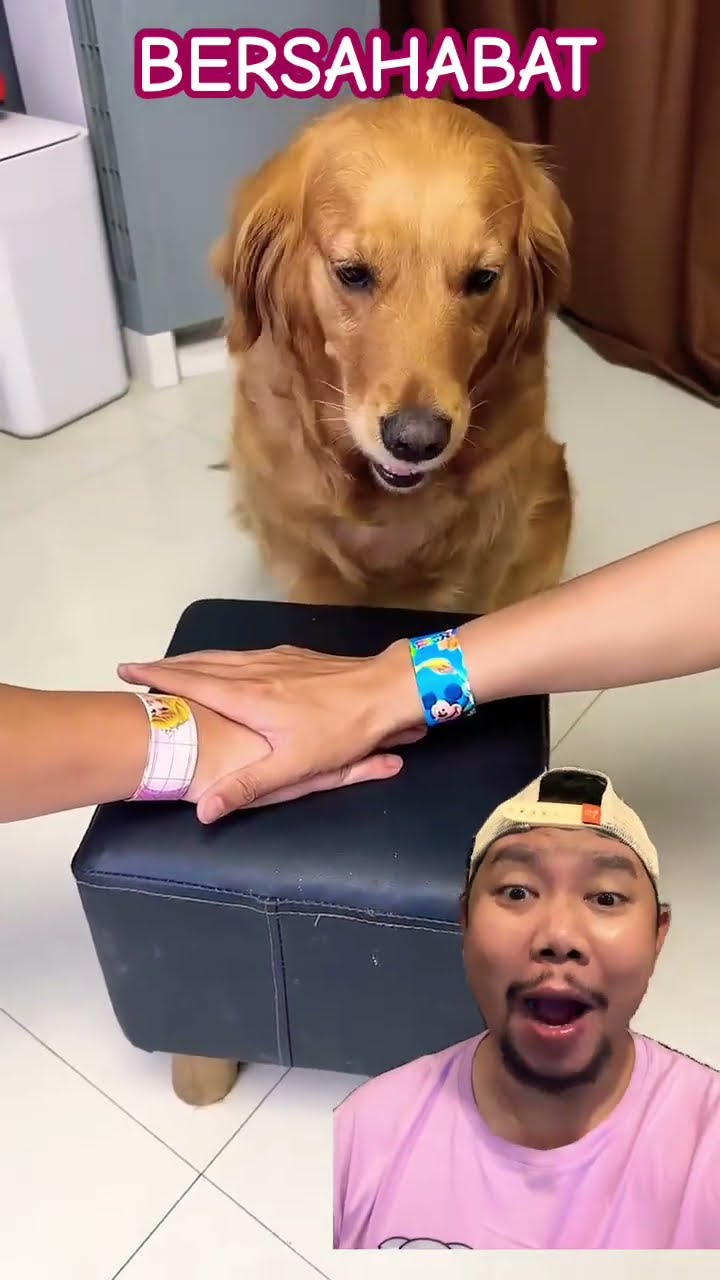 BERSAHABAT ITU INDAH!!!!?? #pets #funny #cute #animals #comedy