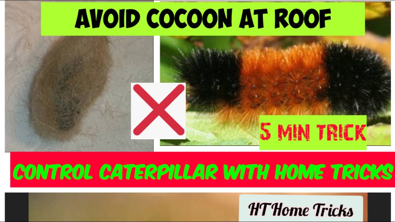 Homemade tricks to control Hairy caterpillar भुआ पिल्लू को कैसे