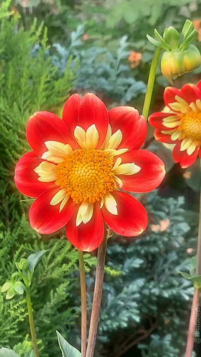 IniLoh.. Bunga Dahlia😍😍😍