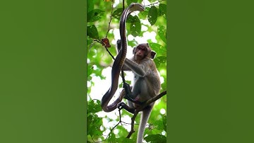 King Cobra and Monkey on tree #cobra #monkey #animals #shortvideo