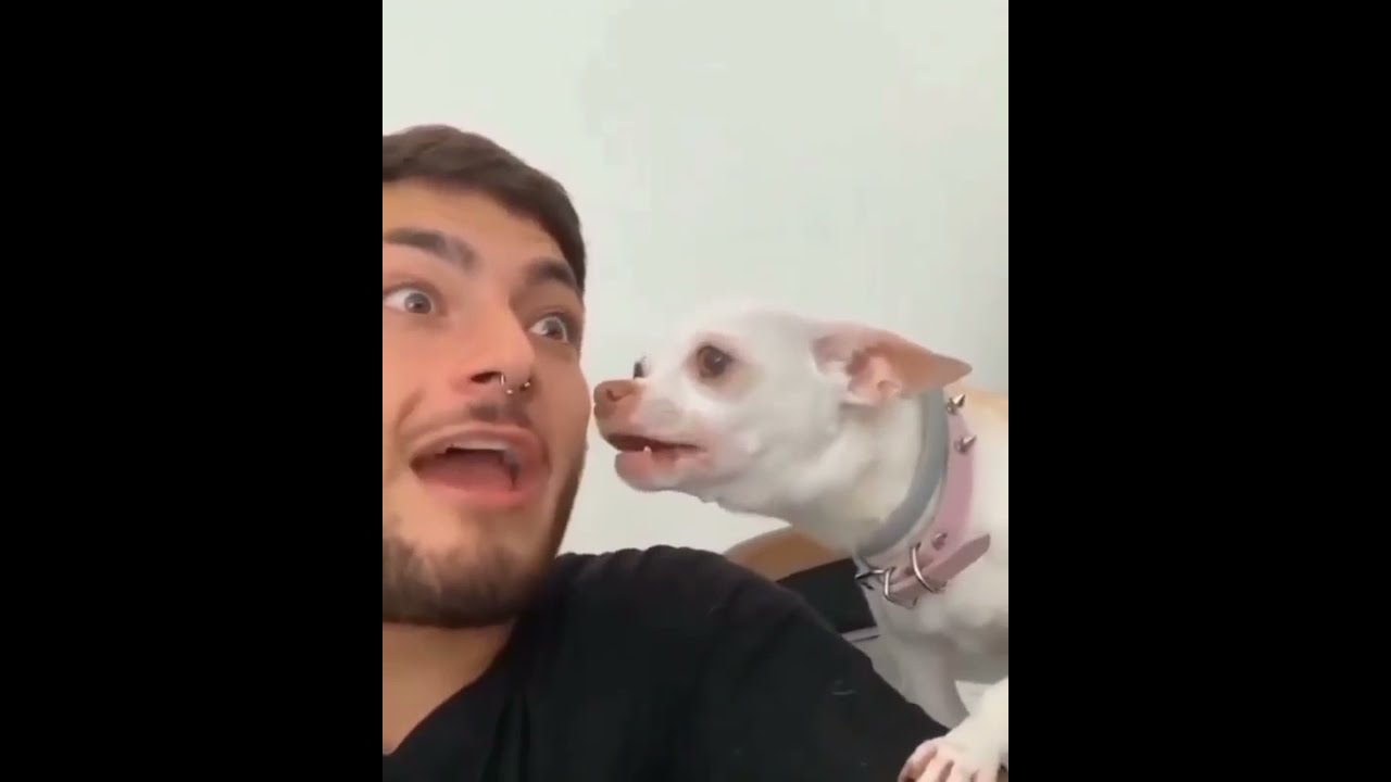 Niki angry Chihuahua ? #short #ytshort #chihuahuas #pets #dogs ‎@Chihuahua TV   ‎@mreviatar 