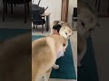 部活帰りの娘にオオカミ犬たちの「おかえり!」が止まらない