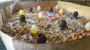 How to brood your chicks to 100% with 0% mortality .