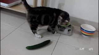 🤣 Funniest 😻 Cats and 🥒 Cucumbers - Awesome Funny Pet Videos 😇 by NoCAT NoLiFE 533,586 views 4 years ago 3 minutes, 3 seconds