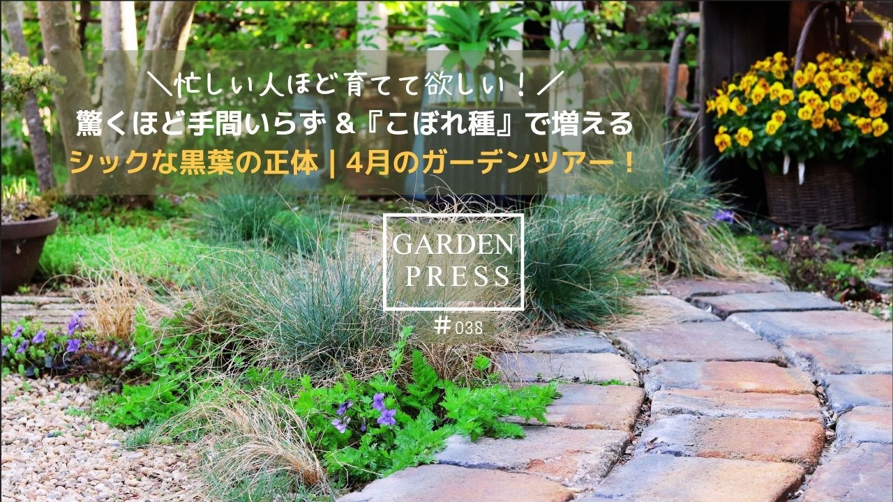 植えっぱなしで毎年咲く!切り戻し不要で勝手に増える【理想の宿根草】黒葉ビオラ|4月のガーデンツアー|こぼれ種で増える手間いらずな庭|シックでおしゃれなカラーリーフ