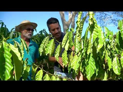 A produção de alimentos orgânicos no norte mato-grossense | MT Sustentável, ep. 35 | Canal Rural