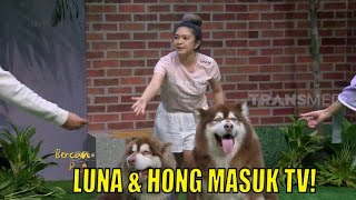 Luna dan Hong, Alaskan Malamute Raksasa Yang Menggemaskan  | BERCANDA PAGI (11/03/22) Part 4