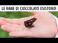 50+ fatti sugli animali dimostrano che la natura è più strana della finzione