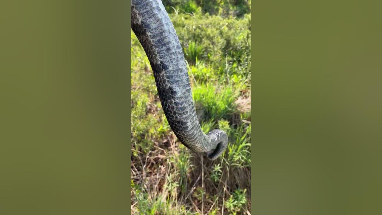 WET RATTLESNAKE?! Does a wet Rattle make the same noise?! shorts snake outdoors nature YouTube